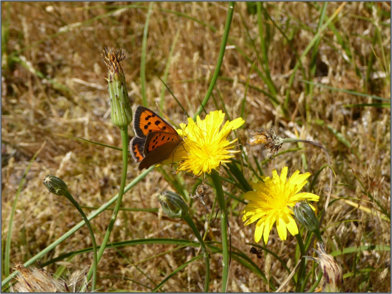 Workshop om naturen i sommerhusområderne - maj 2023