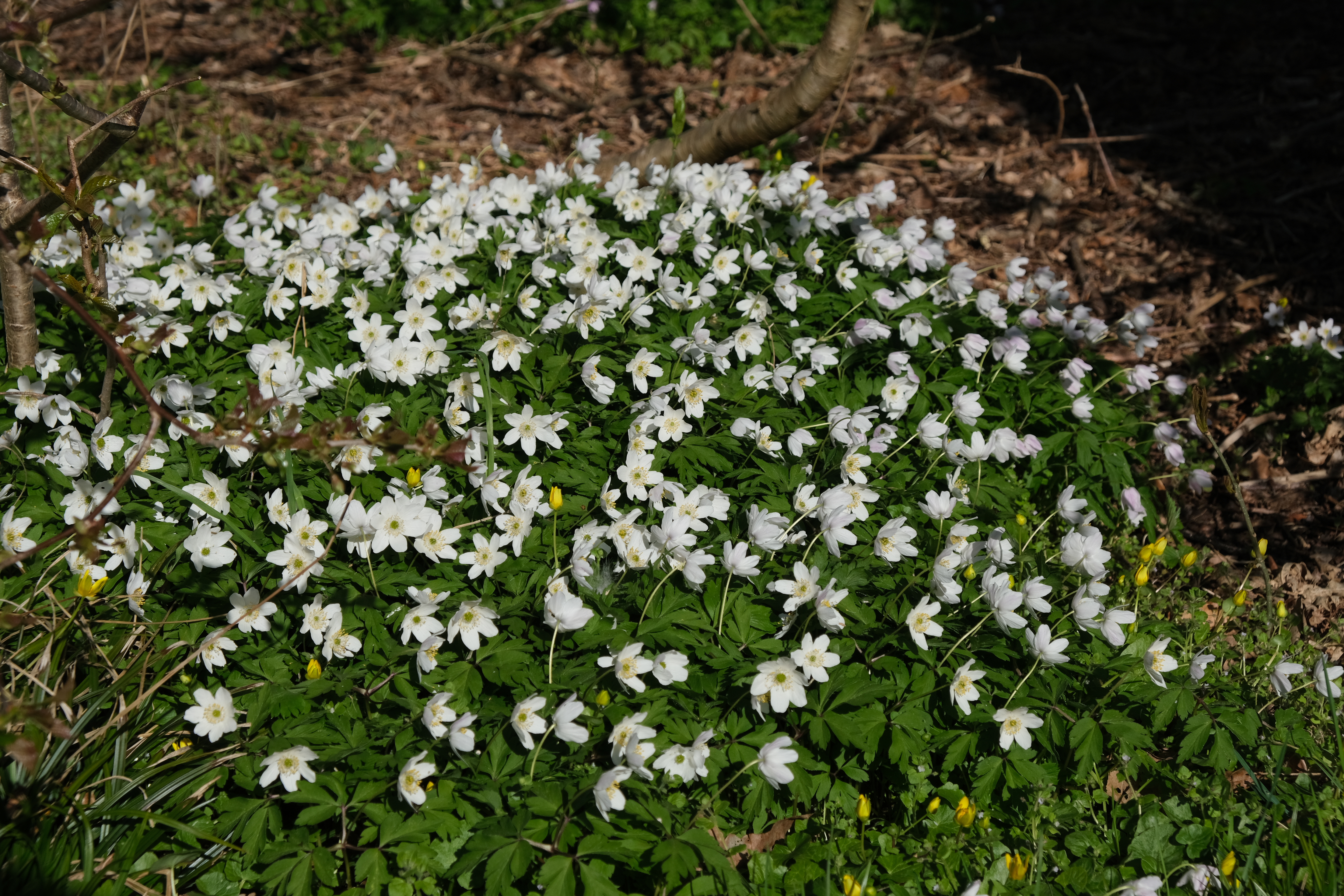 Så er det Anemone-tid – og har været det nogle dage…